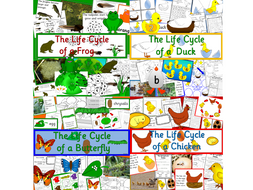 Life cycle bundle- Frog, Chicken, Duck, Butterfly