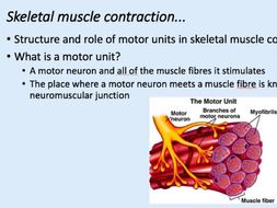 A-Level PE Skeletal Muscle Contraction