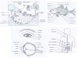 GCSE - Biology Worksheet | Teaching Resources