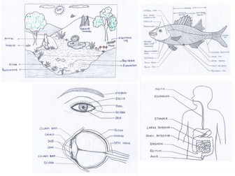 GCSE - Biology Worksheet