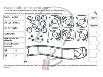 Tissue Fluid Formation Review