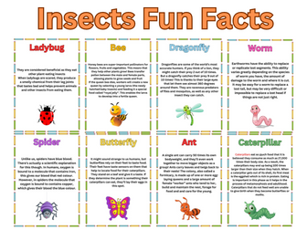 Insects With Fun Facts Flash cards. Back to School.