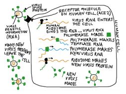 COVID-19: visual summary of the coronavirus life cycle | Teaching Resources