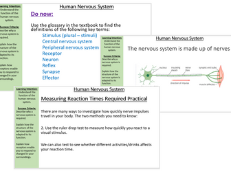 Structure and Function of Nervous System AQA B10.2