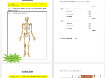 Skeletal System Booklet