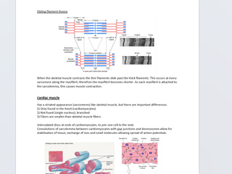 Muscular system