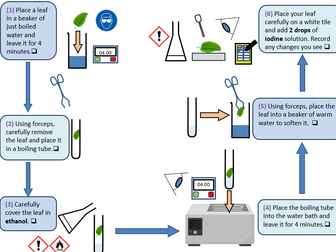 Testing a leaf for starch (dual-coding instructions)