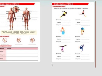 A Level PE - Muscular Systems Worksheets and Answers