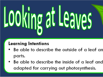 LEAF STRUCTURE POWERPOINT KEY STAGE 3