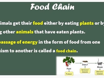 Food Chain & Food Web PPT