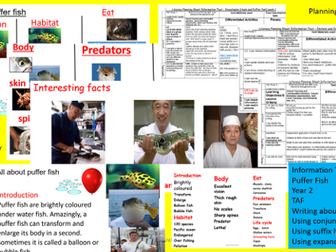 Information Text Year 2 Non-Fiction TAF