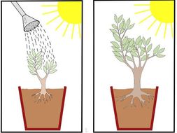 Van Helmont's Investigation into plant growth. KS3 or GCSE.