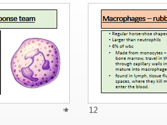 White blood cells ppt - macrophages, neutrophils, granulocytes, phagocytes A level