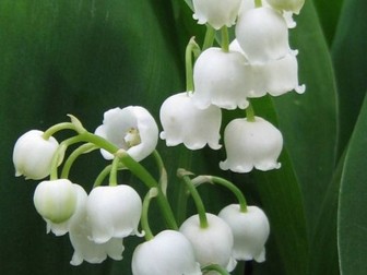 La tradition du 1er mai en France