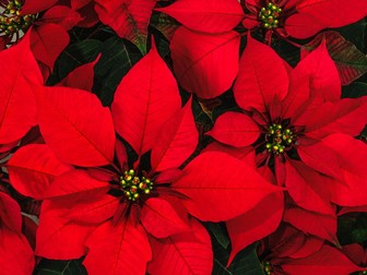Of Poinsettias and Gingerbread - Christmas Chemistry Experiments