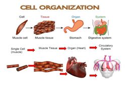 Cells and Organization Bundle | Teaching Resources