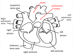 Gross structure of the human heart (AQA A-level Biology) | Teaching