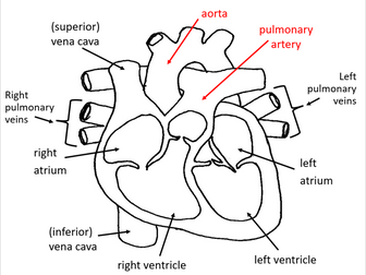 Mass transport (AQA A-level Biology) | Teaching Resources