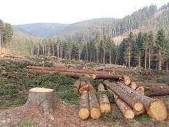 NEW AQA Topic 7 - Ecology Peat Bogs and Deforestation Combined Higher