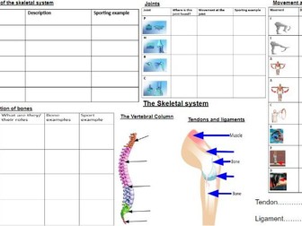 GCSE PE Edexcel- The Skeletal System revision