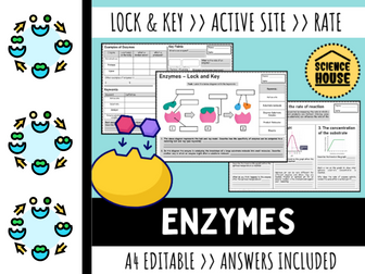 Enzymes Worksheets (Lock and Key)