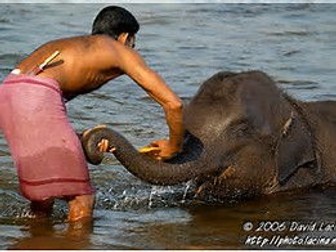 Design an elephant washing machine