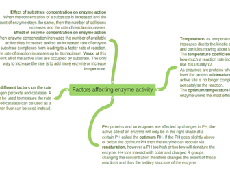 A level Enzymes detailed mind map